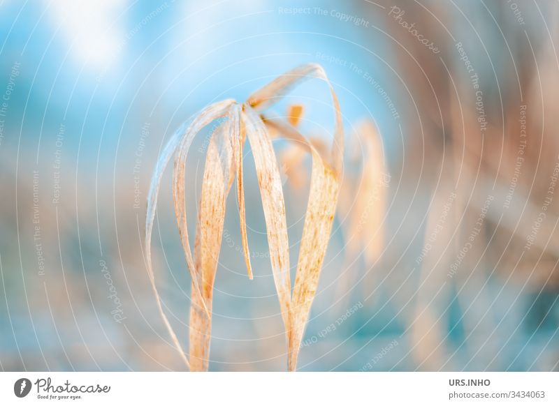 Schilfgras weht im Morgennebel Schilfrohr rötliches Gras Schlag hell-blau beige zarte Farben Schwache Tiefenschärfe verschwommener Hintergrund