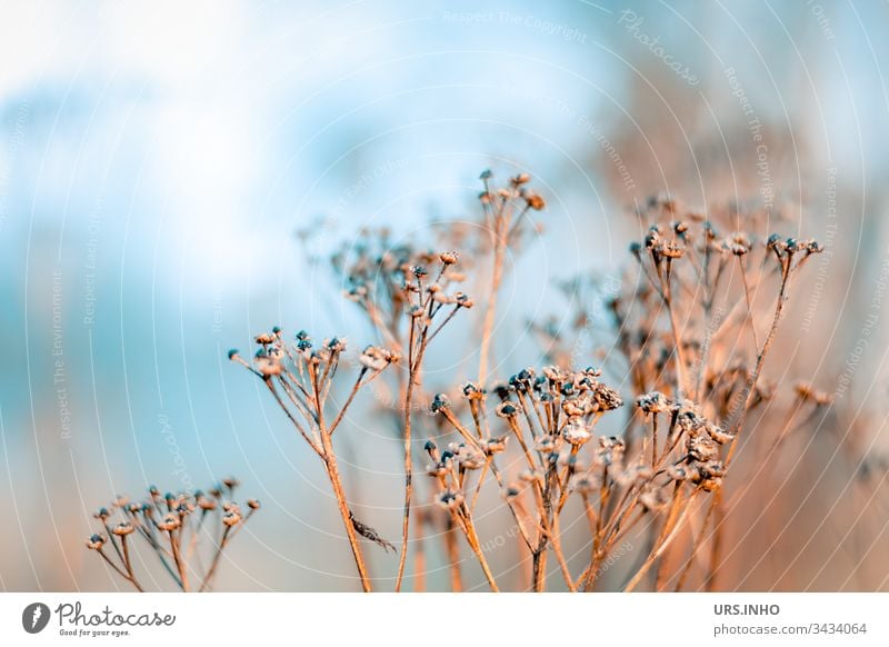 vertrocknetes Wildkraut im Morgendunst Blütenstand beige blau hellblau Frühling vom letzten Sommer Knospen verblüht verdorrt dürr trocken