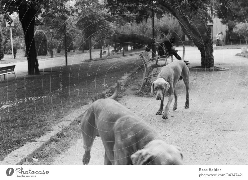 Hunde im Park Natur Bäume Bank Vizslador Analog