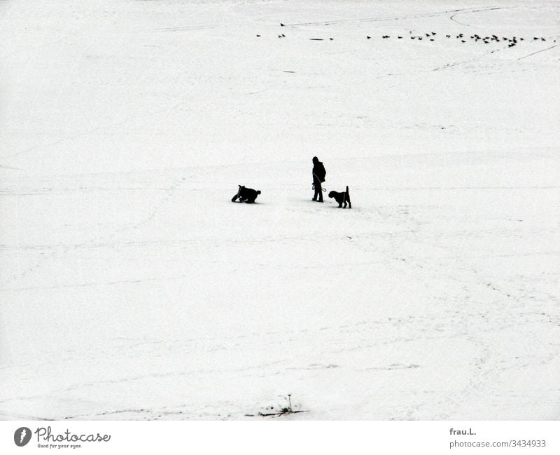 Den Hunden war es völlig gleichgültig, dass „Alpha“ fror, hauptsache sie hatten  ihren Spaß im Schnee, und die Tauben sahen zu. Mann Schwarzweißfoto Haustier