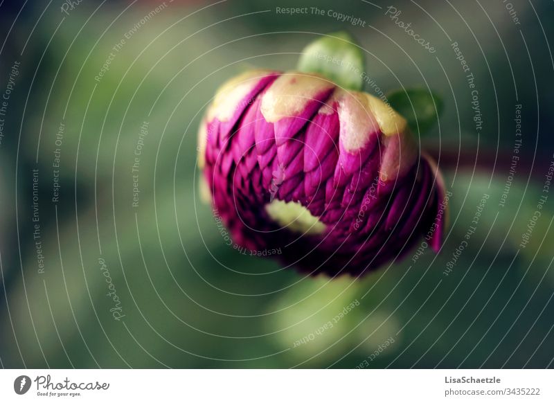 Nahaufnahme von rosaner Dahlie im Garten vor verschwommenen Hintergrund. Dahlien blume natur pflanze sommer feld green garden pink frühling aufblühen flora