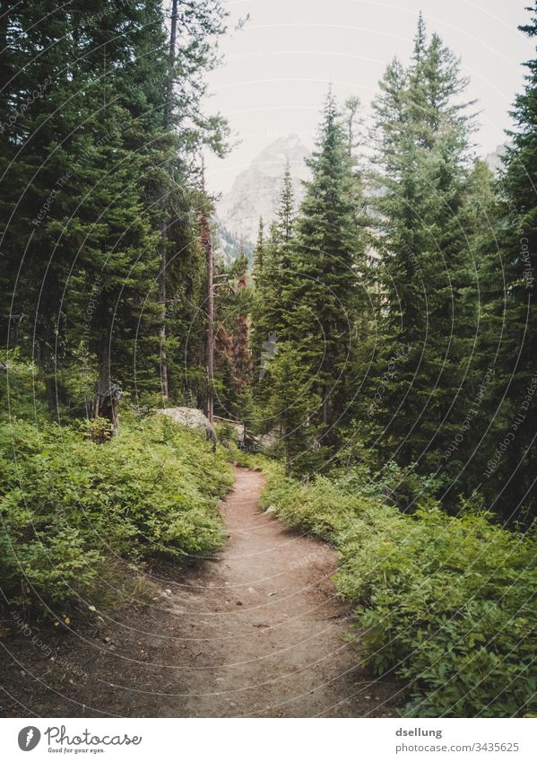 Waldweg zwischen grünen Tannen mit einem Gipfel in der Ferne Grand Teton Nationalpark Leben USA Nadelbaum Bäume Pflanze Hügel wandern Tourismus Klima Wolken