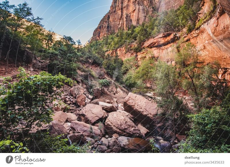 Grün in einer roten felsigen Landschaft Urelemente Tourismus Wüste Kontrast Licht Ferne Schlucht Klimawandel Expedition Wärme Dürre Utah Zion Canyon