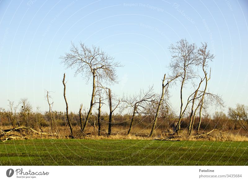 Nicht perfekt aber trotzdem schön - oder Bäume auf einer Wiese im Naturschutzgebiet Drömling Baum Außenaufnahme Landschaft Menschenleer Umwelt Farbfoto Tag kalt