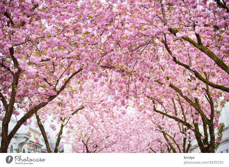 japanische Kirschblüte, Blütenmeer in der Heerstraße in Bonn, Deutschland, Blütenpracht , japanische Kirsche Blühend blütenpracht Kirschblüten formatfüllend