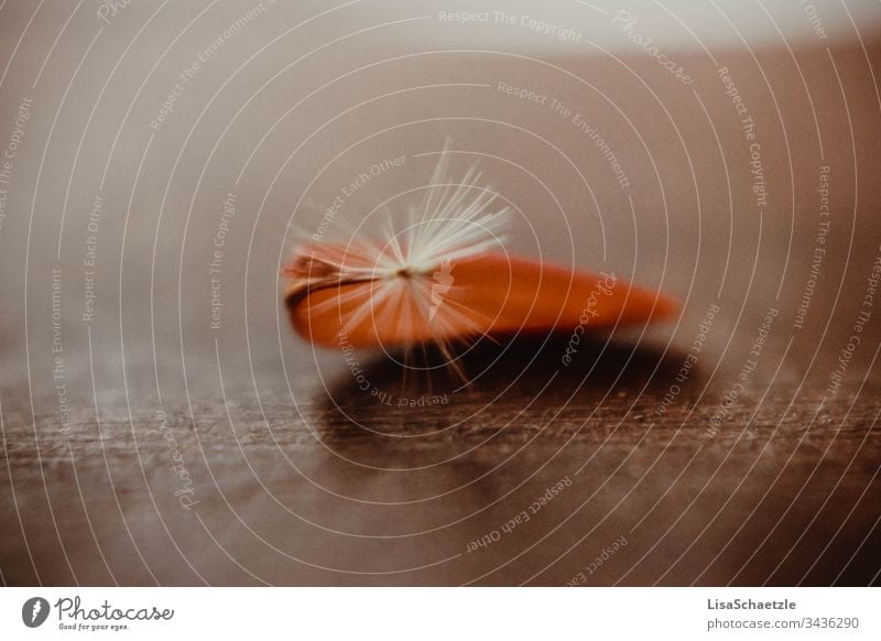 Blütensamen einer getrockneten orange-farbenen Gerbera Blume	auf hölzernem Untergrund. isoliert rot natur makro blume gegenstand weich abstrakt close up braun