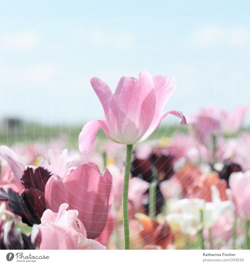 # 343634 Umwelt Natur Landschaft Pflanze Tier Himmel Frühling Sommer Blume Tulpe Blühend verblüht Wachstum blau braun mehrfarbig gelb grün violett orange rosa