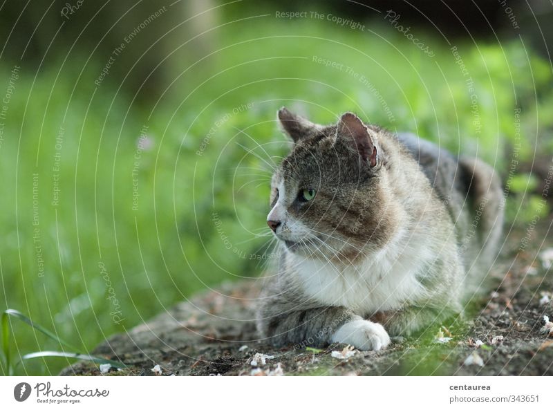 Blaubart Häusliches Leben Garten Natur Tier Haustier Wildtier Katze Tiergesicht Fell Krallen Pfote 1 Denken entdecken liegen alt authentisch Ferne frei Glück