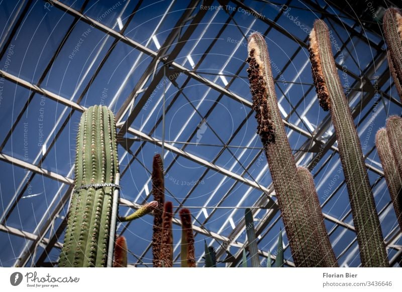 Große Kakteen in einem Gewächshaus unter einem Glasdach Botanischer Garten Artenvielfalt Aufzucht Ausstellung grün Pflanze Natur Botanik Innenaufnahme Umwelt