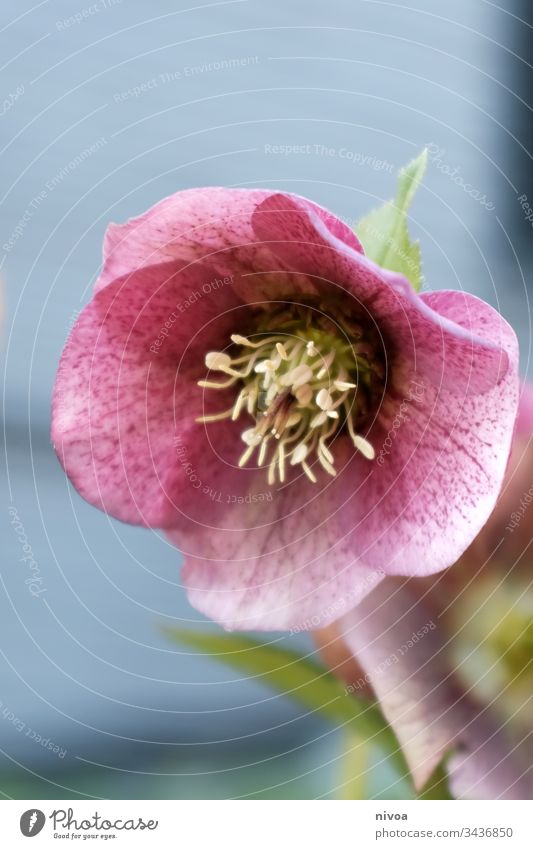 Blume im Detail Natur Blüte Pflanze Frühling Wiese Blühend Farbfoto grün Außenaufnahme Sommer Gras schön Schönes Wetter Wachstum Blatt Garten Menschenleer