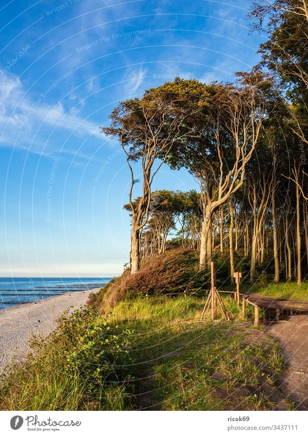 Küstenwald an der Ostsee bei Nienhagen Gespensterwald Bäume Wald Ostseeküste Meer Wasser Natur Landschaft Mecklenburg-Vorpommern grün Urlaub Reise Reiseziel