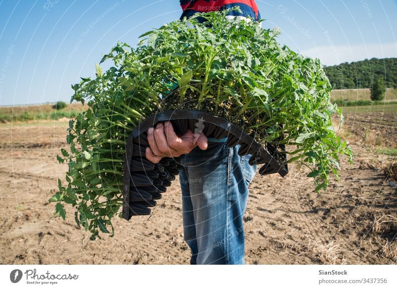 Landwirt, der junge Tomaten anpflanzt Landwirte Feld Gemüse Garten Ackerbau Bauernhof grün Landwirtschaft Pflanze Natur organisch Gartenarbeit wachsend blau