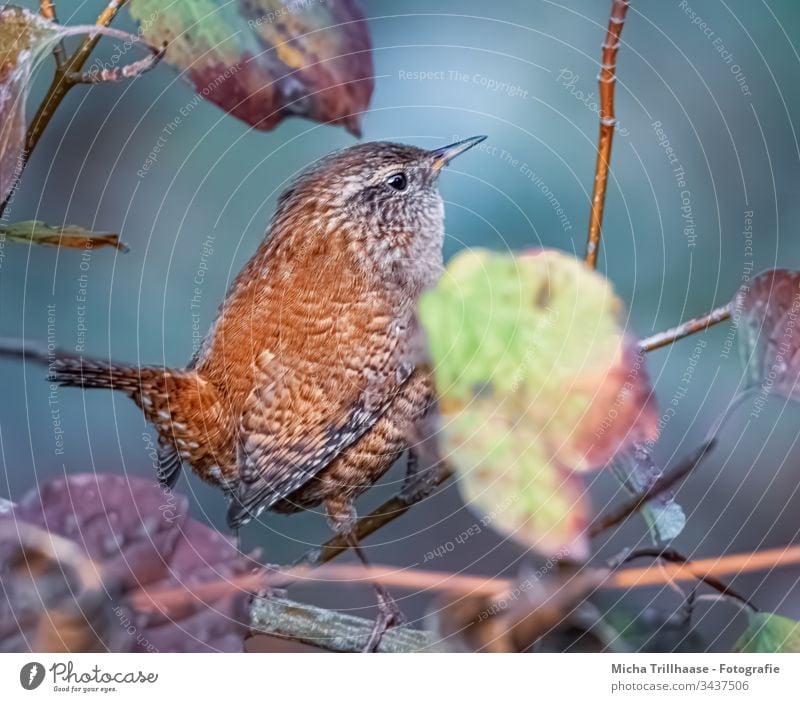 Zaunkönig im Sonnenschein Troglodytes troglodytes Kopf Schnabel Auge Flügel Feder gefiedert Tiergesicht Vogel Wildtier Zweige u. Äste Blatt Krallen klein Blick