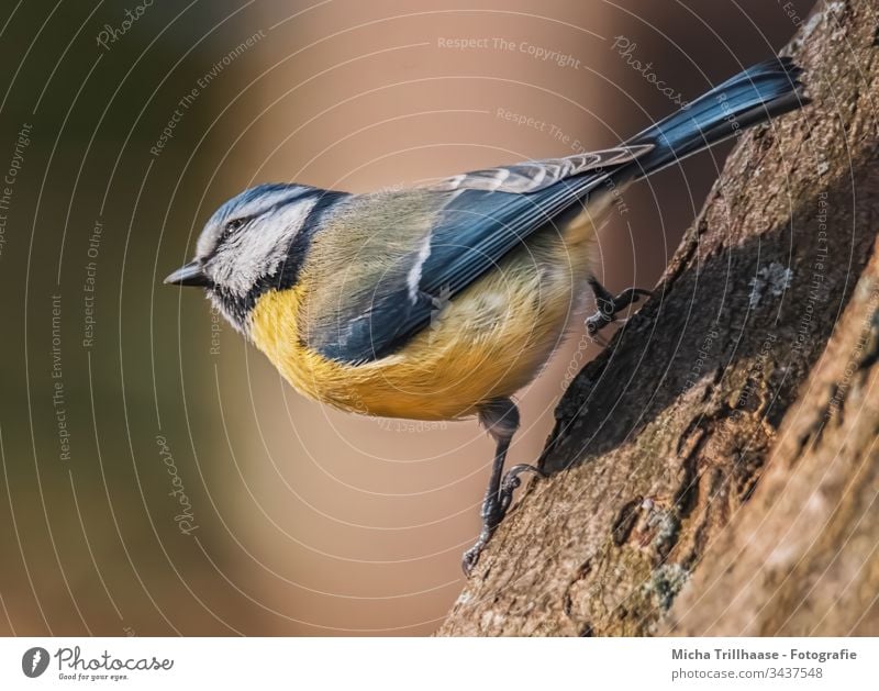 Blaumeise schaut in die Sonne Cyanistes caeruleus Meisen Kopf Auge Schnabel Krallen Flügel gefiedert Feder Tiergesicht Vogel Wildtier Sonnenlicht Baum Baumstamm