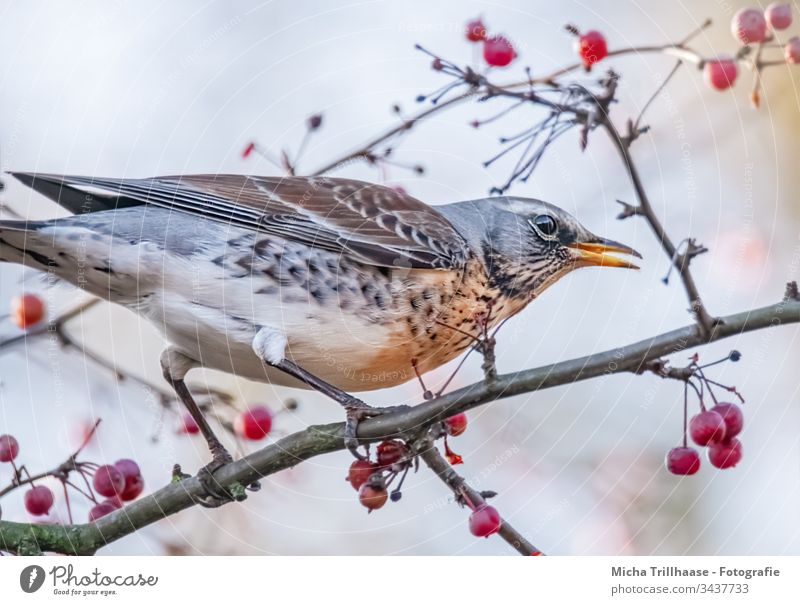 Wacholderdrossel im Baum Vogel Tier Tiergesicht Drossel Gefieder Federn Kopf Schnabel Auge Flügel Natur Wildtier Zweige u. Äste Zweige und Äste Schönes Wetter