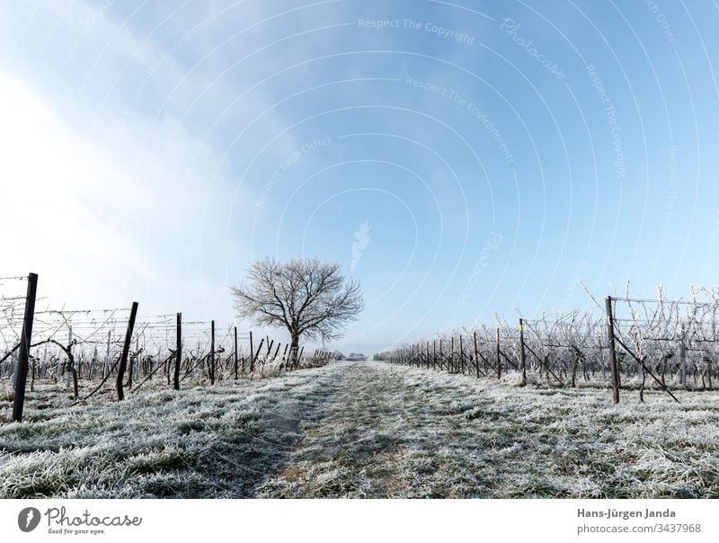 Weinreben und Nuss-Baum im Frost eis schnee kalt weiß gefroren weinreben wingert trauben winter baum ast deutschland rheinland pfalz feld wiese wolken blattlos