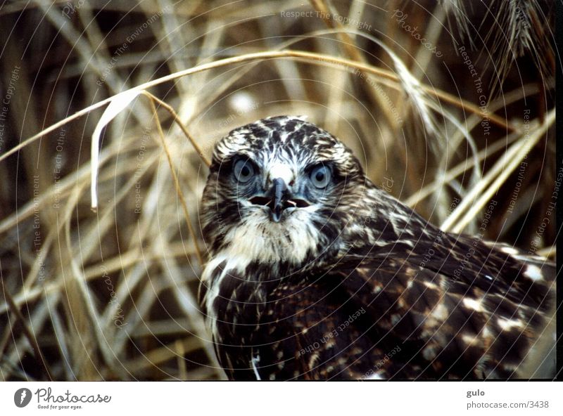 Portrait eines Raubvogels Bussard Feld Vogel Jungvogel Schock