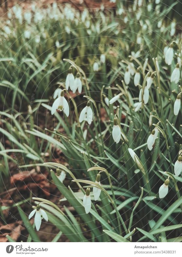 Schneeglöckchen Frühling Frühblüher Frühlingsblume Blume Blüte Natur Pflanze Frühlingsgefühle Garten grün weiß Frühlingstag natürlich Umwelt Park Sonnenlicht