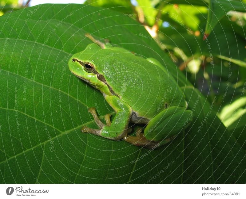 Laubfrosch Baum Blatt grün Frosch Nahaufnahme Lurch