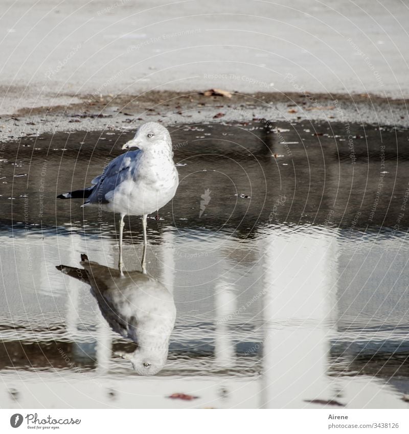 zwei Wasservögel Möwe Möwenvogel Spiegelung Pfütze Vogel Tier Natur Tag menschenleer Wildtier Asphalt Straße Sonnenlicht Licht hell weiß skeptisch Skepsis