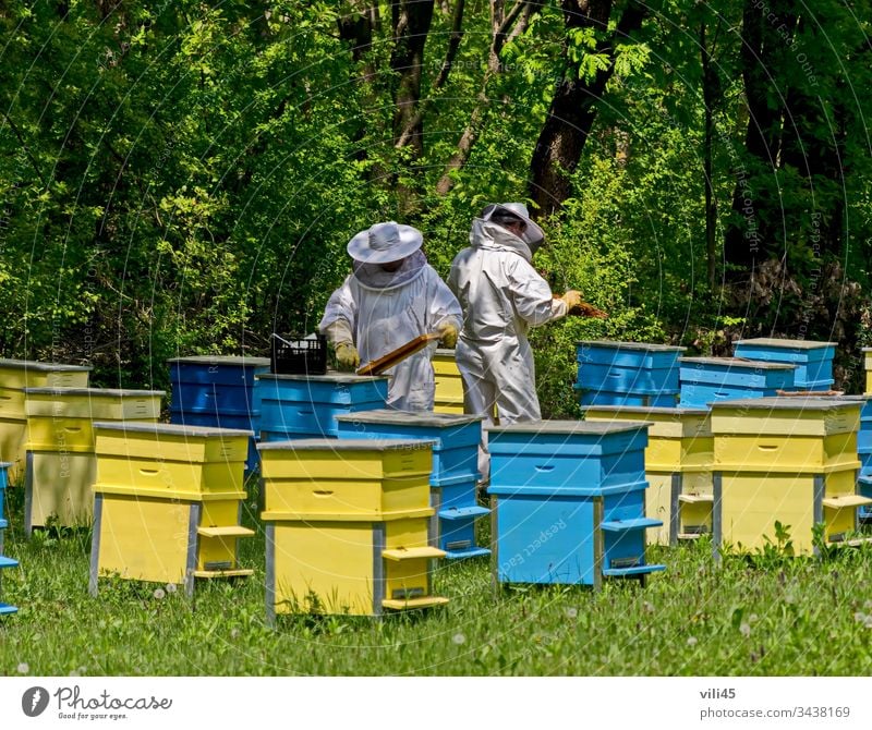 Zwei Bienenmeister im Schleier bei der Bienenarbeit unter den Bienenstöcken zwei Bienen-Meister Imker Imkerschleier Bienenkorb Arbeit Bienenstock Bienengarten