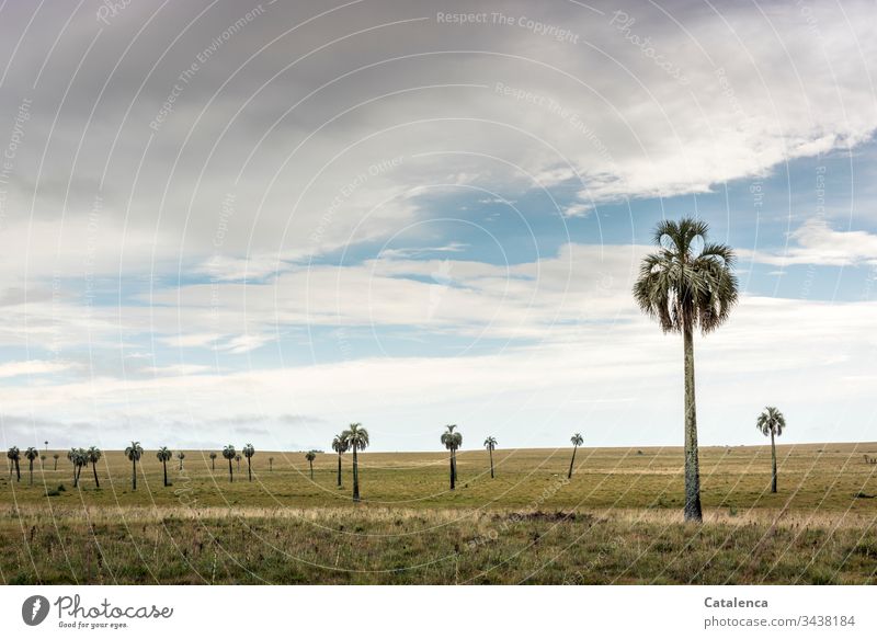 Spärlich verteilt wachsen die Palmen im Grasland bis zum Horizont Natur Landschaft Wiese Himmel Wolken Sommer grün Pflanze Umwelt blau Tag grau Weite