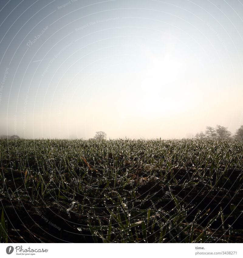 Frühtau (ohne Berge) sonnenlicht horizont himmel glitzern dunkel stimmung gefühl erholung melancholie weite wiese rasen feucht tropfen morgens acker gegenlicht