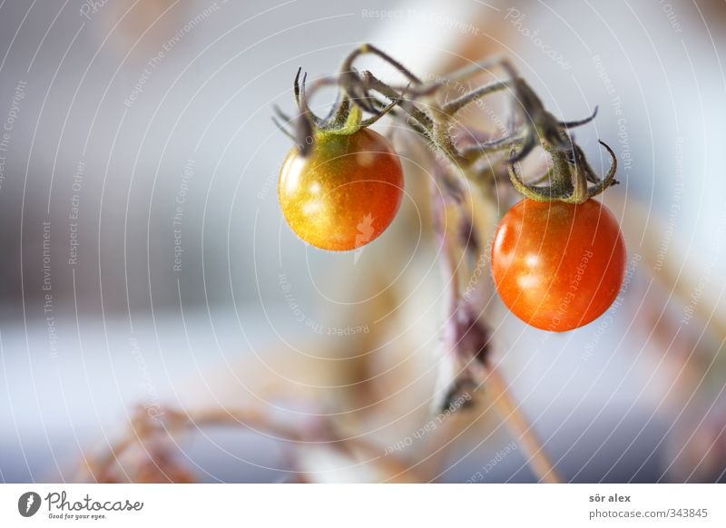 Balkonanbau Lebensmittel Gemüse Salat Salatbeilage Tomate Ernährung Essen Frühstück Bioprodukte Vegetarische Ernährung Diät Umwelt Natur lecker saftig rot