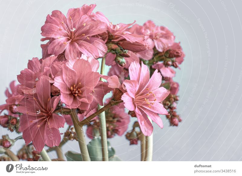 zarte rosa Blüten vor grauem Hintergrund Blumen Frühling Pflanze Nahaufnahme Natur Garten Blühend Makroaufnahme Schwache Tiefenschärfe Unschärfe elegant