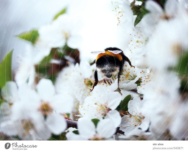 Saison Umwelt Natur Frühling Schönes Wetter Blüte Wildtier Hummel Insekt 1 Tier fliegen Fressen Freundlichkeit frisch positiv grün schwarz weiß bestäuben Flügel