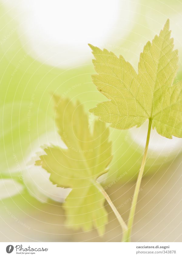 summertime Natur Pflanze Frühling Schönes Wetter Blatt ästhetisch Freundlichkeit frisch hell nah schön grün Glück Lebensfreude Frühlingsgefühle Warmherzigkeit