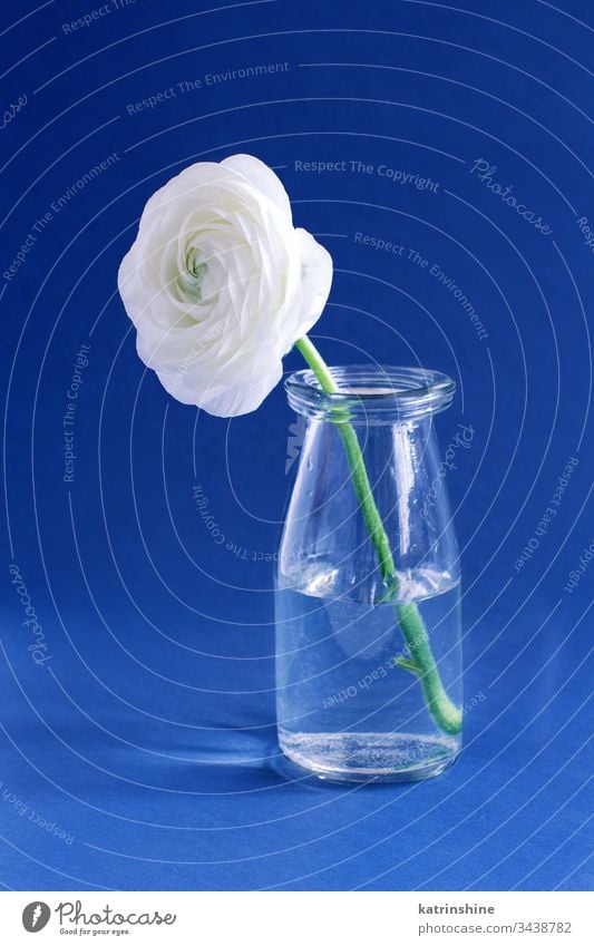 Frühlingskomposition mit einer weißen Blume in einer Glasflasche auf blauem Hintergrund Freesie Flasche Wasser romantisch abschließen Konzept kreativ Tag