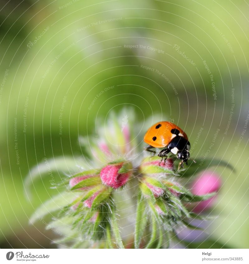 kleiner Käfer... Umwelt Natur Pflanze Tier Sommer Schönes Wetter Blume Blatt Blüte Wildpflanze Feld Marienkäfer 1 Blühend krabbeln ästhetisch natürlich grün