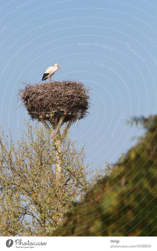 Weißstorch steht vor blauem Himmel in seinem Storchennest, im Vordergrund Sträucher mit grünen Blättern Horst Vogel Tier Farbfoto Außenaufnahme Tag Tierporträt