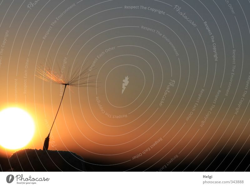 standfest... Umwelt Natur Pflanze Himmel Sonne Sonnenaufgang Sonnenuntergang Frühling Schönes Wetter Wildpflanze Löwenzahn Samen Wiese leuchten stehen