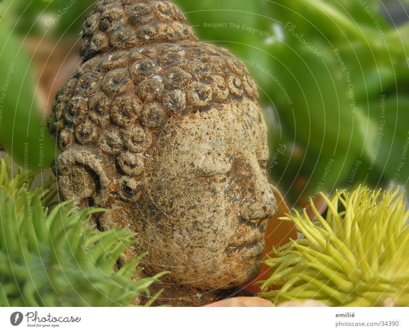 le petit grün Meditation Erholung Unschärfe Handwerk Buddha Stein alt Kopf Pflanze Stachel