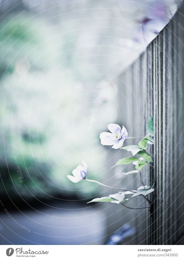 outside Natur Pflanze Frühling Schönes Wetter Wildpflanze Garten Zaun Zaunlücke ästhetisch Duft exotisch hell natürlich grün violett Frühlingsgefühle Optimismus