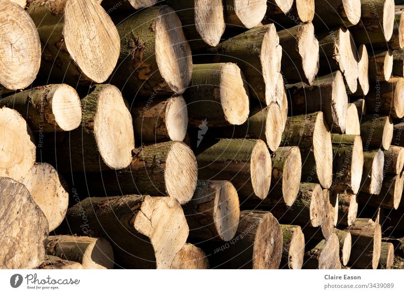 Vollbild-Schrägansicht eines Stapels gesägter Baumstämme. Warme helle und dunkle Brauntöne. Protokollspeicher Holz Totholz Natur Außenaufnahme Nahaufnahme