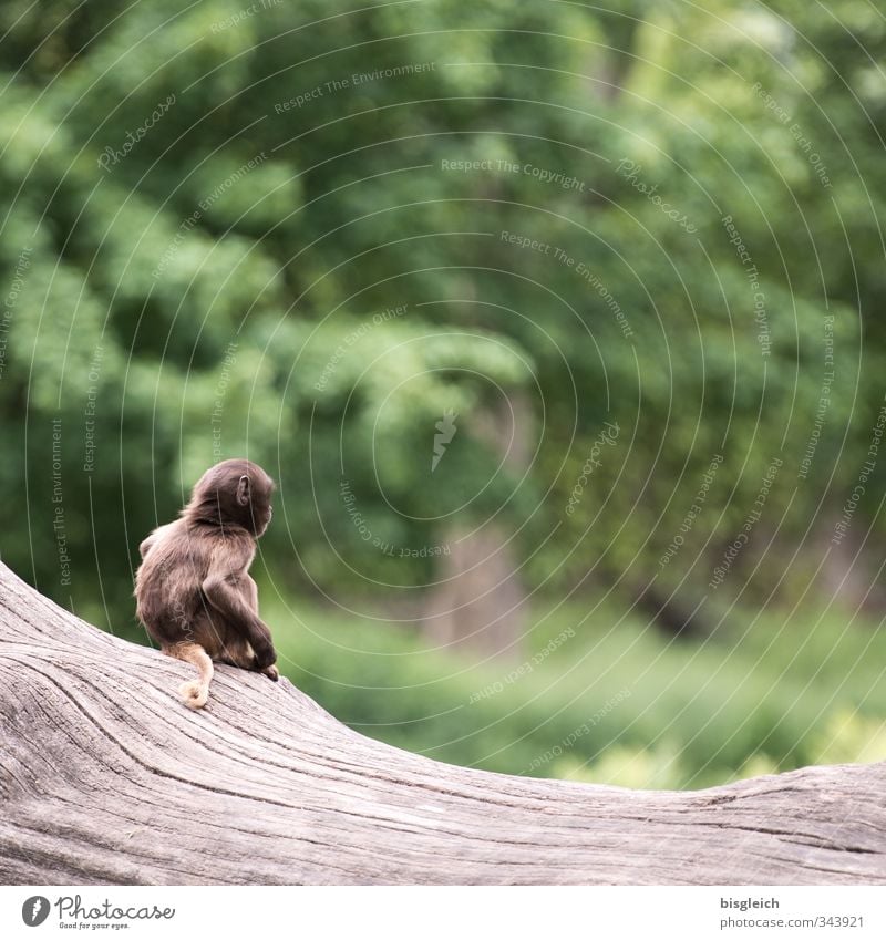 Äffchen III Tier Wildtier Affen 1 Tierjunges Blick sitzen klein niedlich braun grün Farbfoto Außenaufnahme Menschenleer Textfreiraum oben Tag