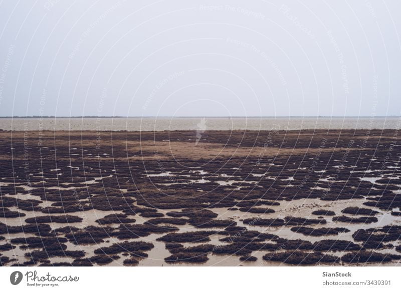 Trockene Landschaft am Delta des Flusses Evros, Griechenland Hintergrund schön blau trocknen evros natürlich Natur Himmel Baum Ansicht Wasser weiß Winter