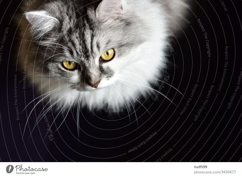 Katzenportrait von oben mit schwarzem Hintergrund Porträt weiß Tierporträt Schwarzweißfoto Haustier Hauskatze Katzenauge Fell Tiergesicht Katzenkopf Schnurrhaar