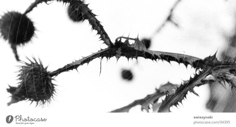 Distel trocken Blume Stachel Spitze alt