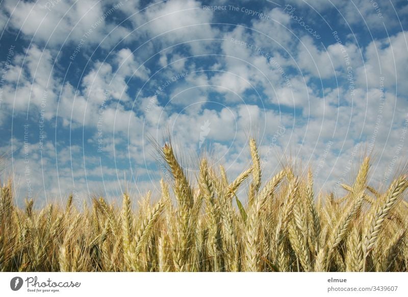 Getreidefeld aus der Froschperspektive mit vielen Schönwetterwolken Triticale Landwirtschaft Feldwirtschaft Ackerbau Wolke reifen Ähre Halm Sommer Natur Pflanze