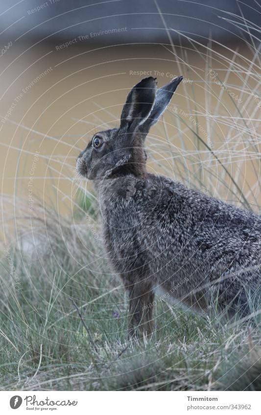 Montagshase, urlaubsreif. Umwelt Tier Pflanze Dänemark Ferienhaus Reetdach Wildtier Hase & Kaninchen 1 beobachten Blick einfach natürlich Neugier niedlich gelb