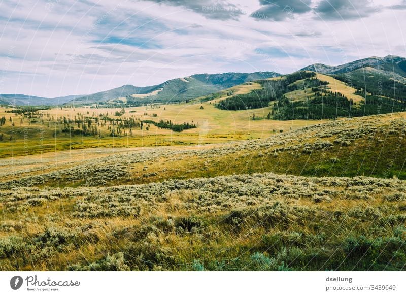 grüne karge Landschaft mit leichten Hügeln, Bäumen und bedecktem Himmel Erde Urelemente Naturliebe Panorama (Aussicht) Freiraum atmen Leben Zufriedenheit Klima