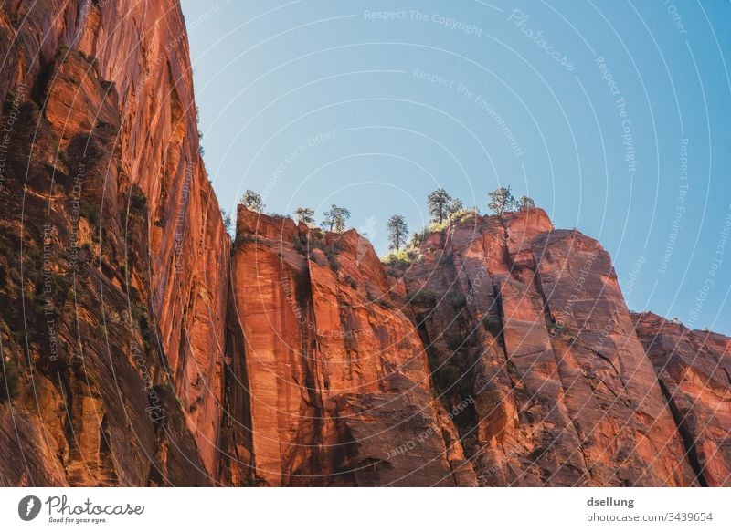 Rote hohe Felsen mit Bäumen die in den Himmel ragen Ferien & Urlaub & Reisen Zion National Park USA Sommer rot steil blau hoch felsig stabil massiv