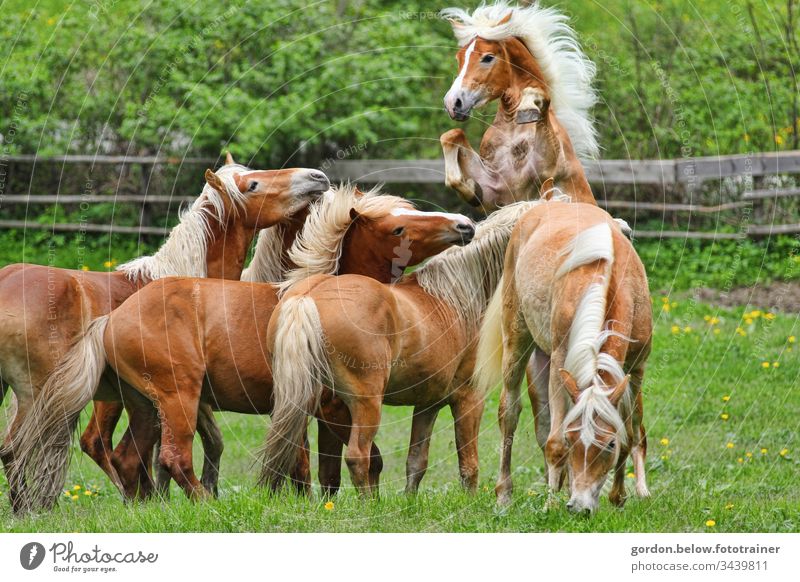 Gruppnefoto Hafflinger Hengste Tageslicht Gruppneaufnahme Tiere Pferde Pferde sind der Mittelpunkt Fartbaufnahme Sommer Querformat Farben; braun grün schwarz