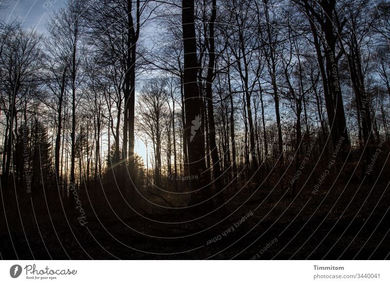 Winterwald mit Abendsonne Wald Sonne Sonnenlicht Bäume kahl Himmel Abenddämmerung Natur Sonnenuntergang Licht Silhouette Baum blau schwarz golden Menschenleer