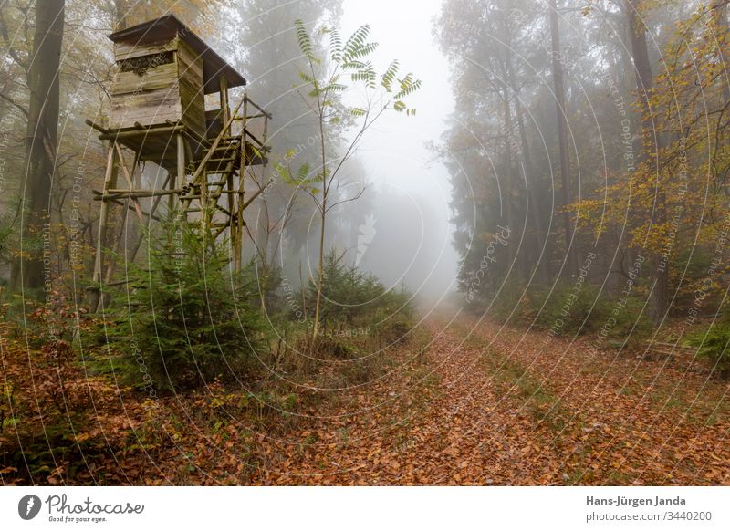 Hölzerner Jägerhochsitz am Waldrand bei Nebel im herbstlichen Kiefernwald Hochsitz perchet Jagd Aussichtspunkt Tiere grün Wiese Bäume Europa Tierhaut Natur