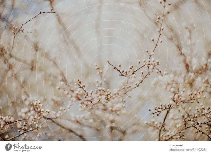 Frühling - Äste mit Knospen Ast Blüten blühen zweige detial detailaufnahme nahaufnahme makro macro grün floral natur natürlich zart weiß bild hintergrund